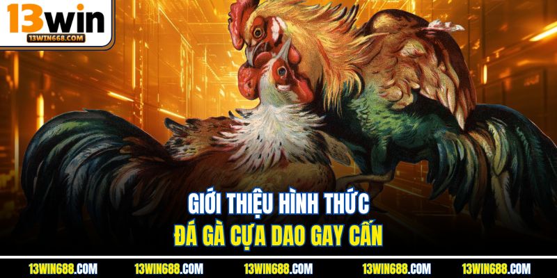 Giới thiệu hình thức đá gà cựa dao gay cấn