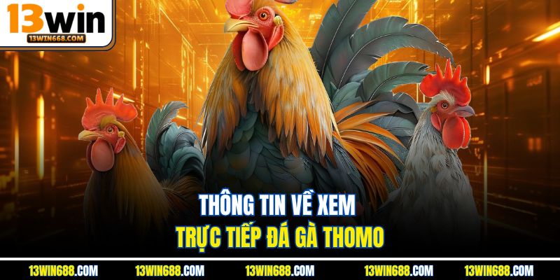 Thông tin về xem trực tiếp đá gà Thomo