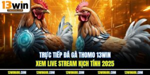 Trực Tiếp Đá Gà Thomo 13Win - Xem Live Stream Kịch Tính 2025
